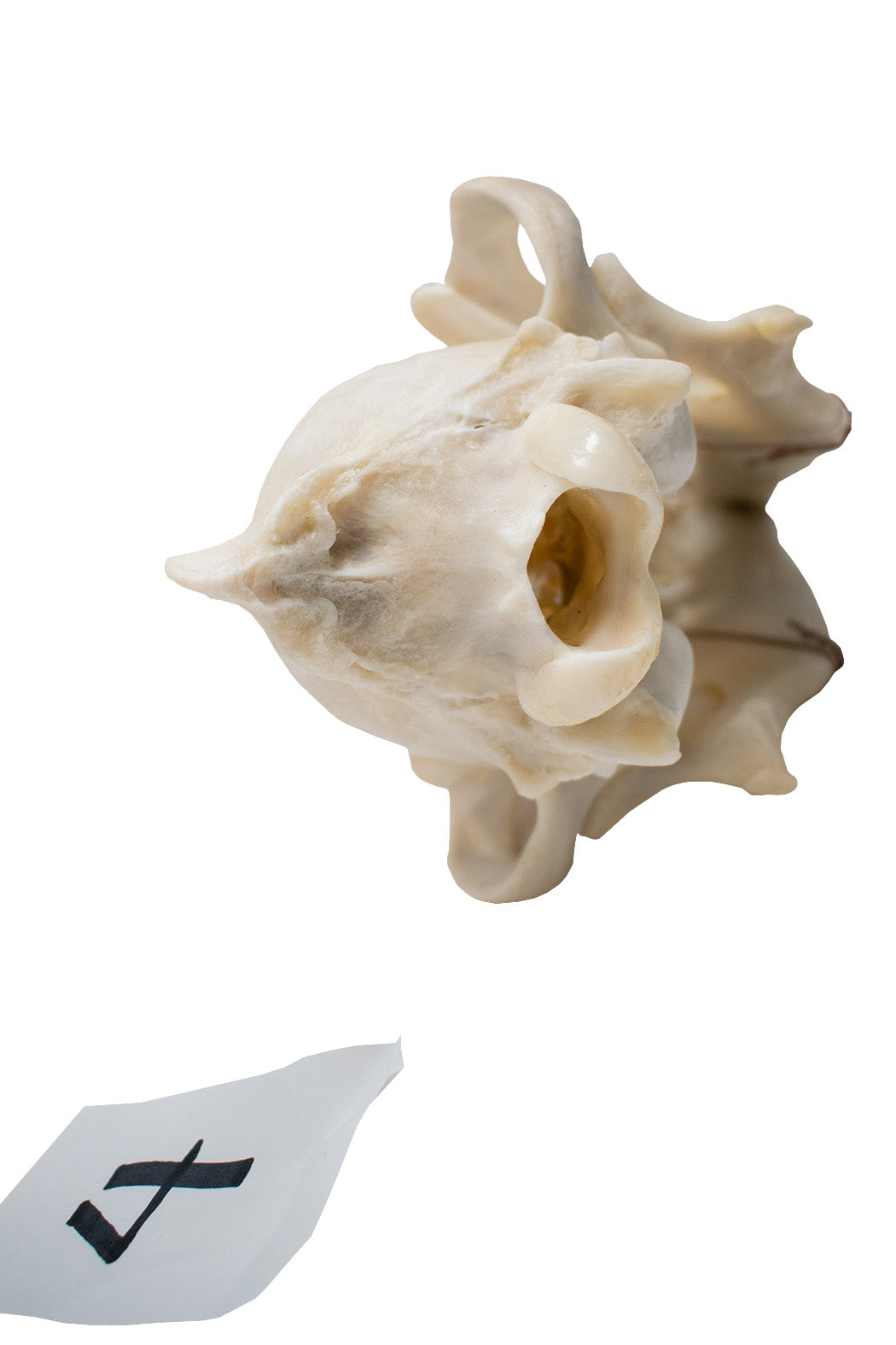 wolf skull #4