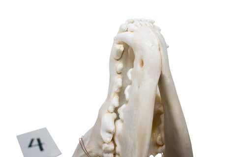 Image of wolf skull #4