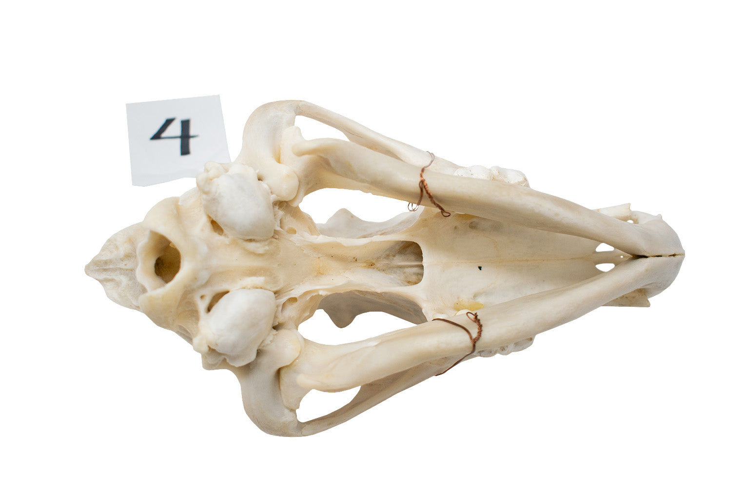 wolf skull #4