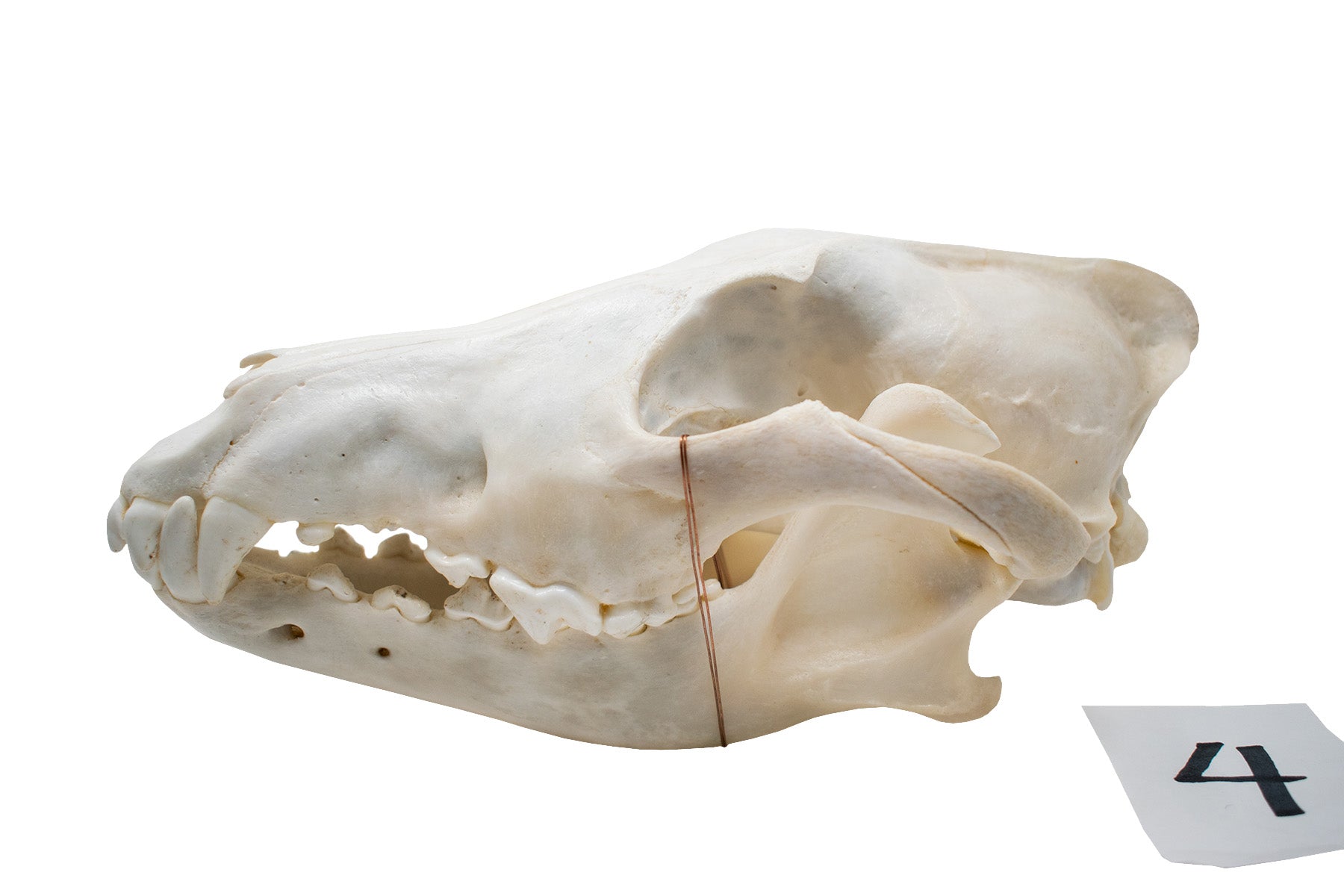 wolf skull #4