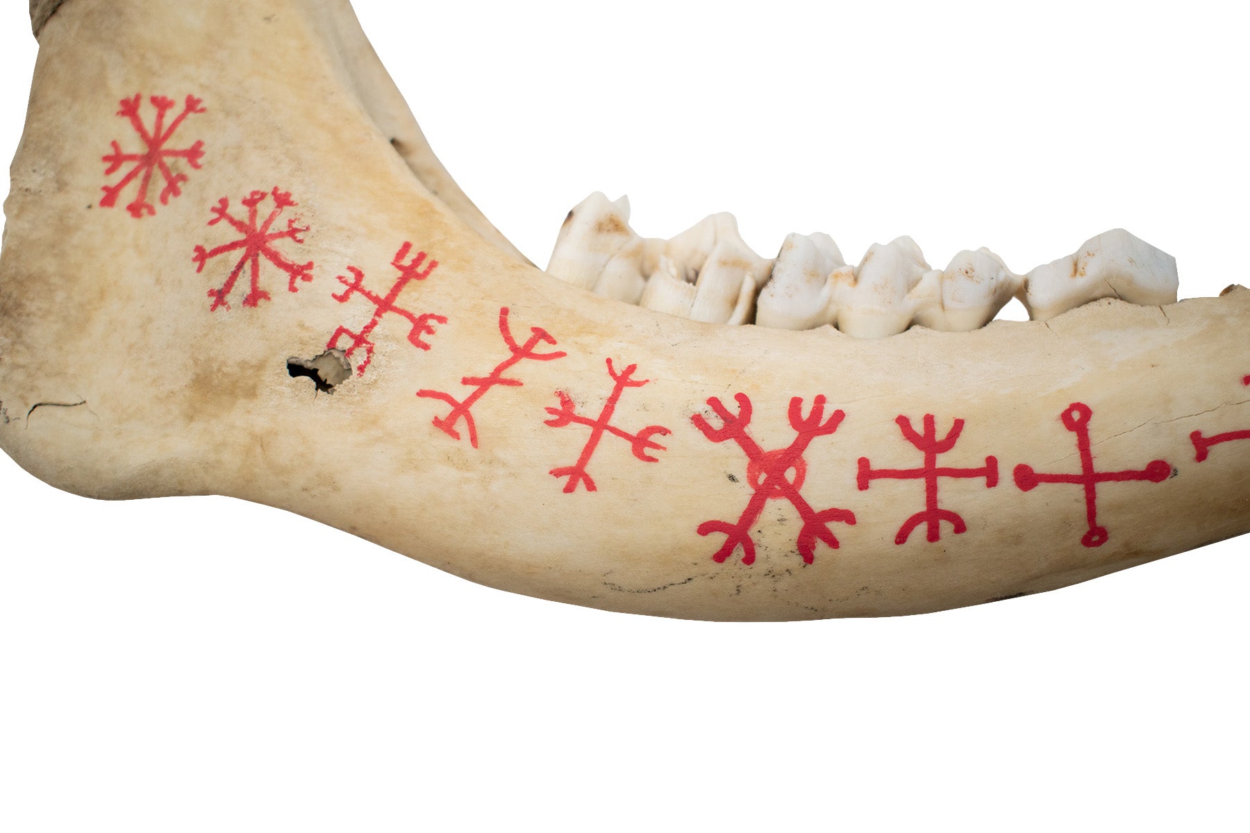 9 Helms Deer Jawbone Talisman