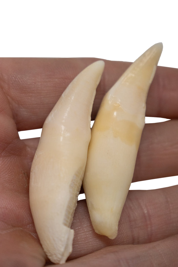 pair of mountain lion canine teeth