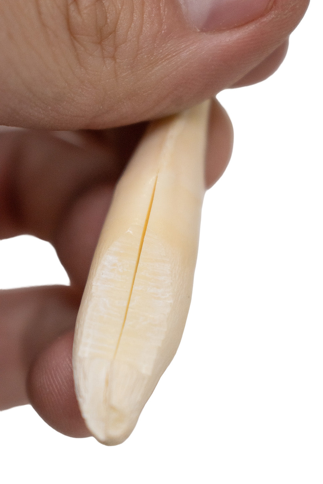 pair of mountain lion canine teeth