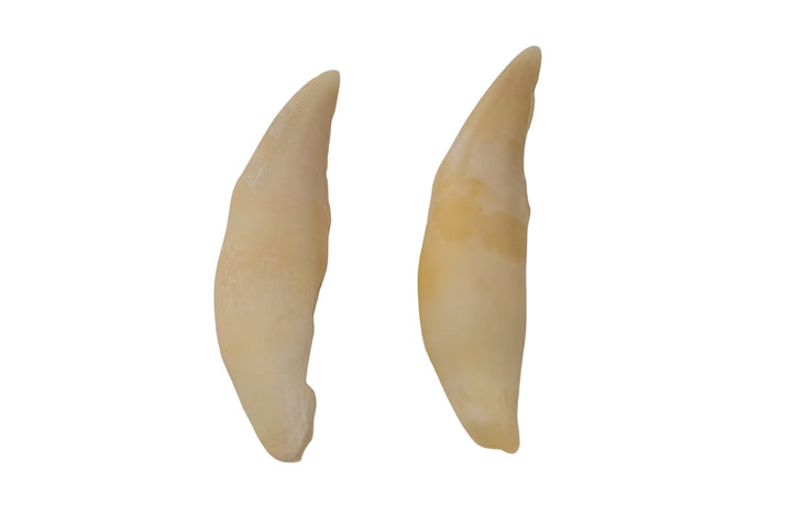 pair of mountain lion canine teeth