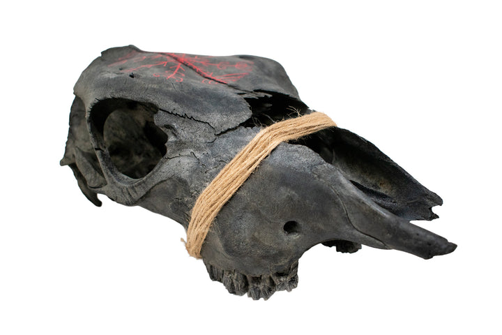 blackened cow skull with Veldismagn stave