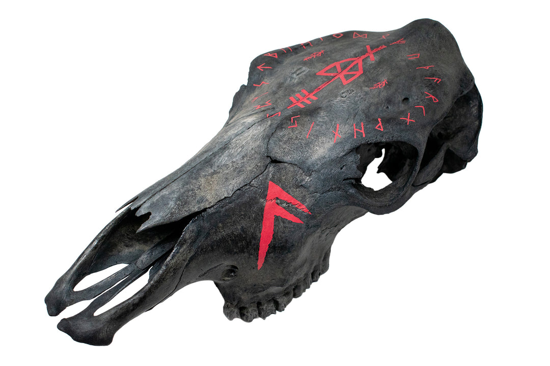 odin bindrune and ansuz runes blackened cow skull
