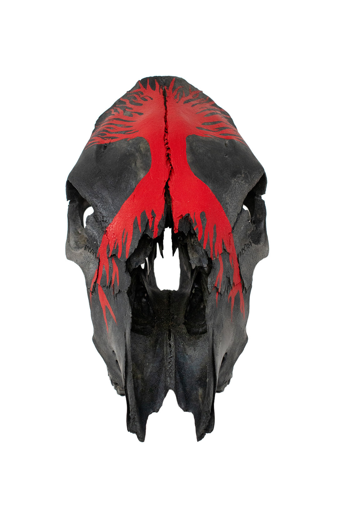 yggdrasil blackened cow skull