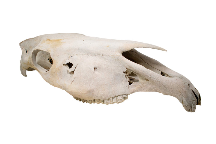massive mule skull