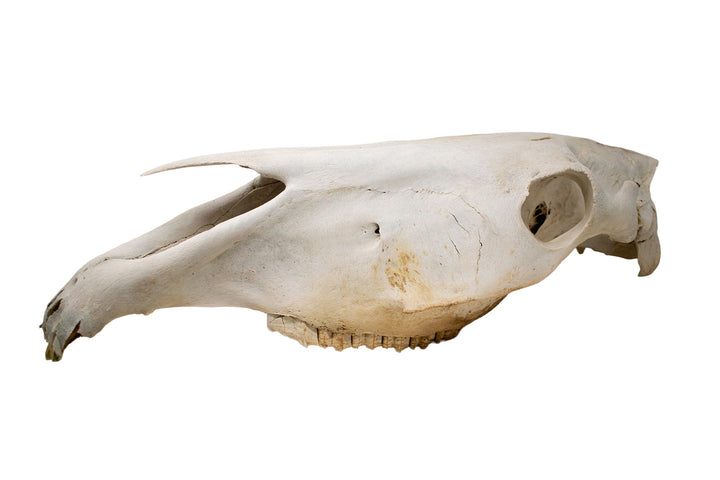 massive mule skull