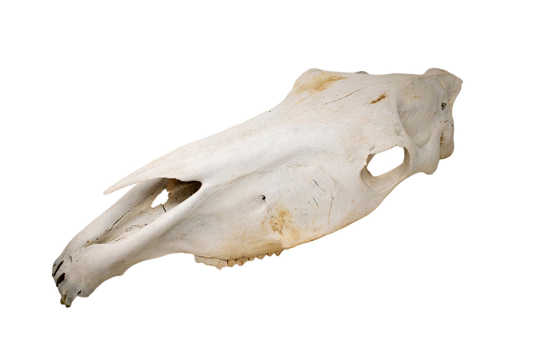 massive mule skull