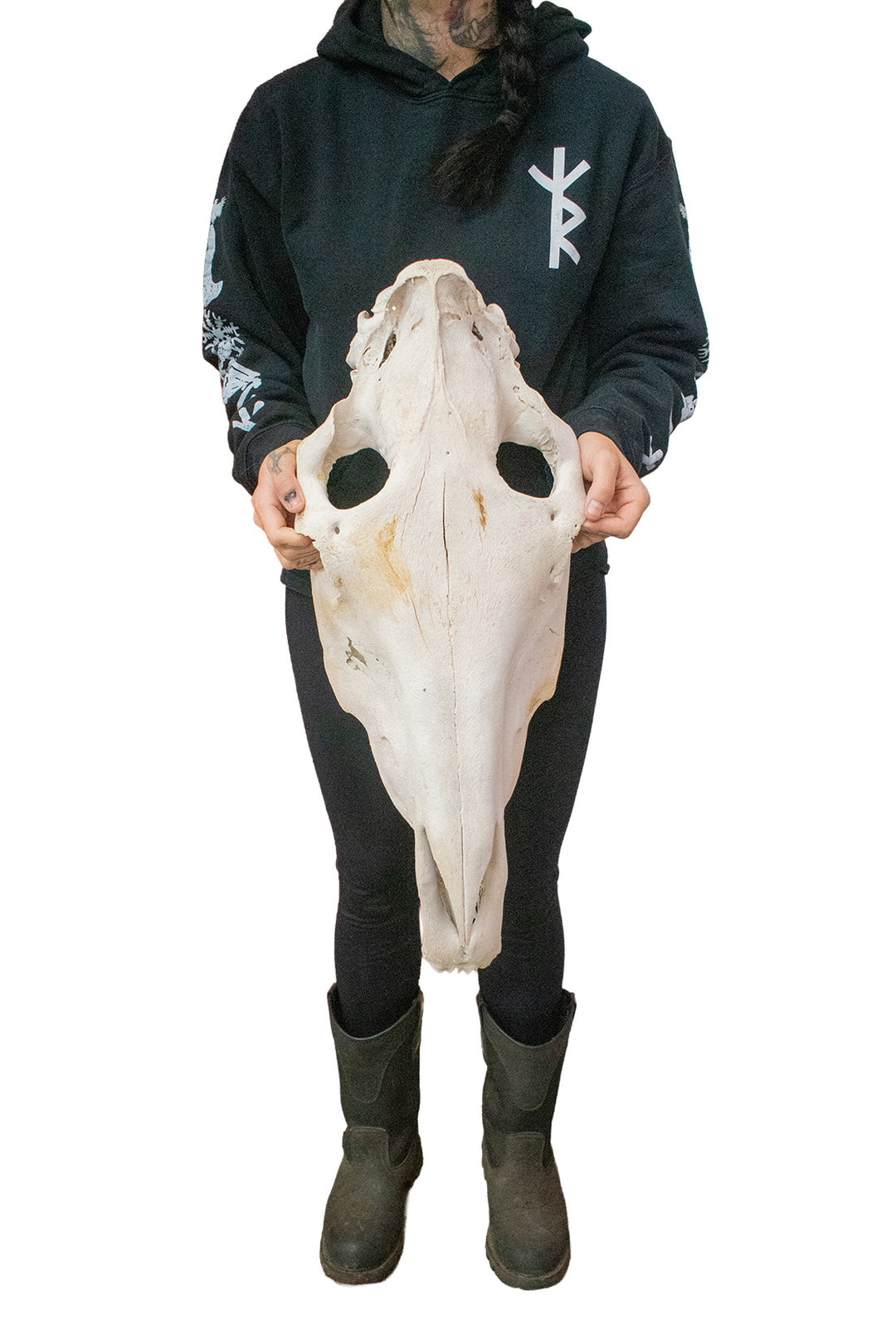massive mule skull
