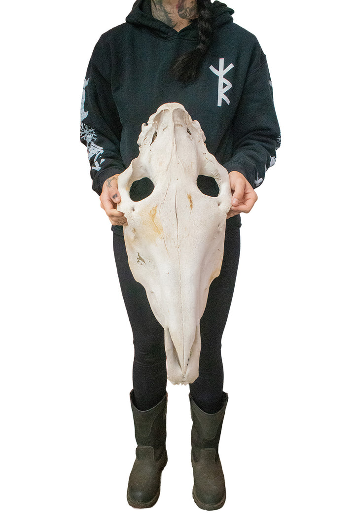massive mule skull