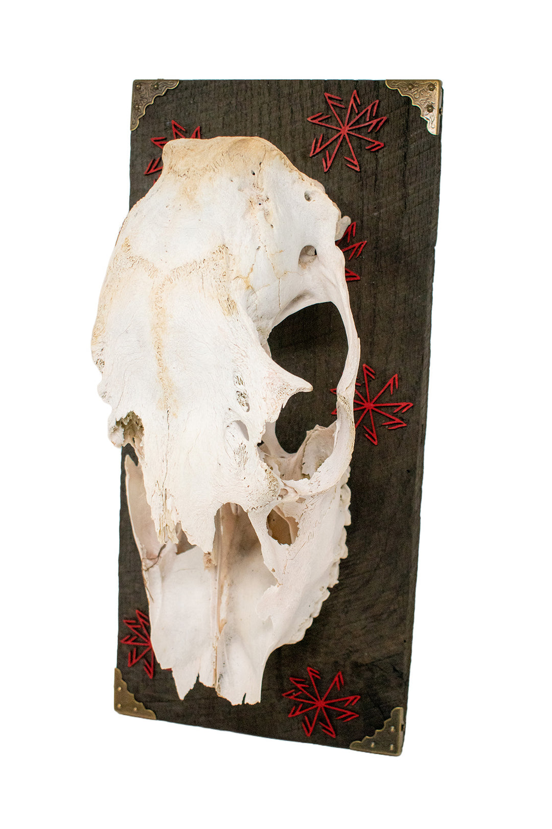 elk skull connection to the gods wall hanger