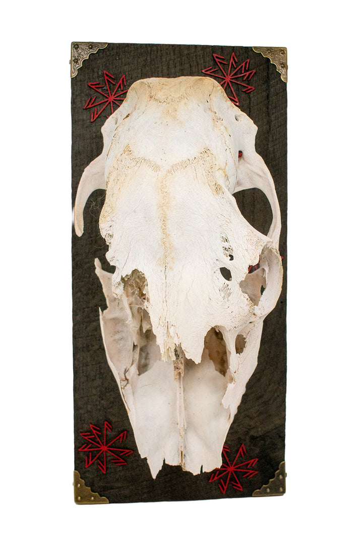 elk skull connection to the gods wall hanger