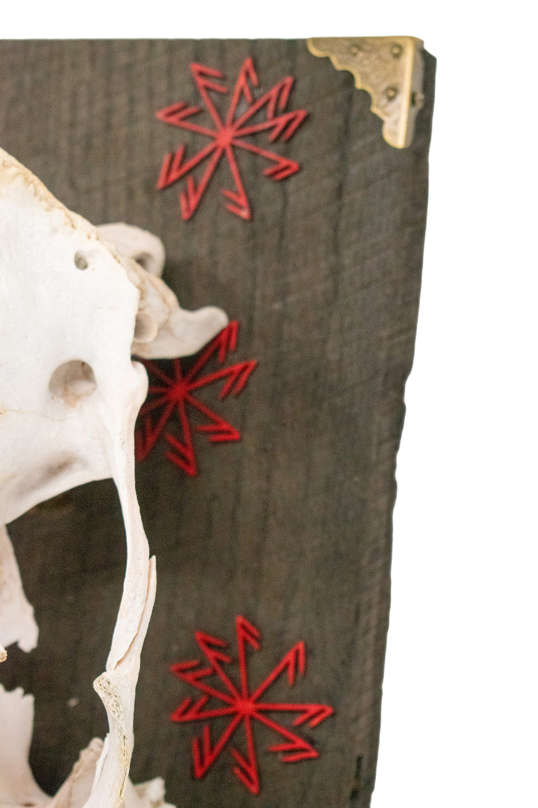 elk skull connection to the gods wall hanger