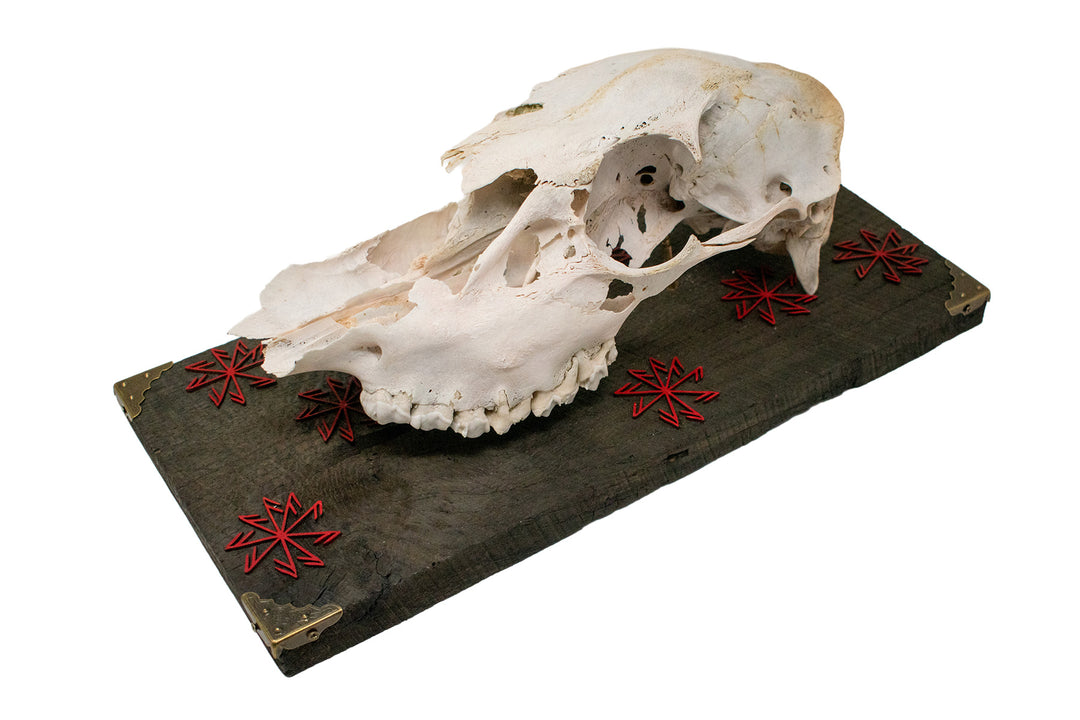elk skull connection to the gods wall hanger