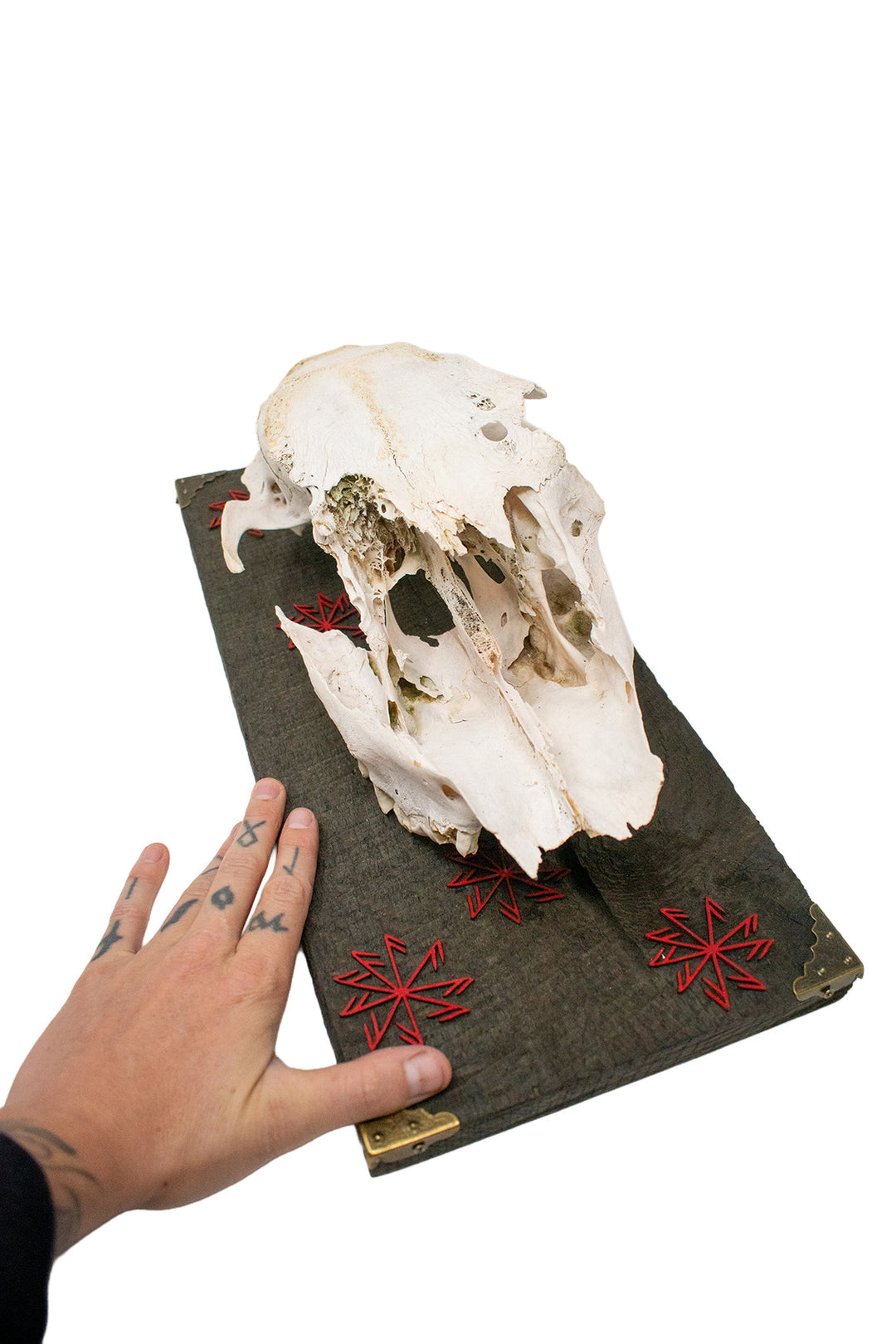 elk skull connection to the gods wall hanger