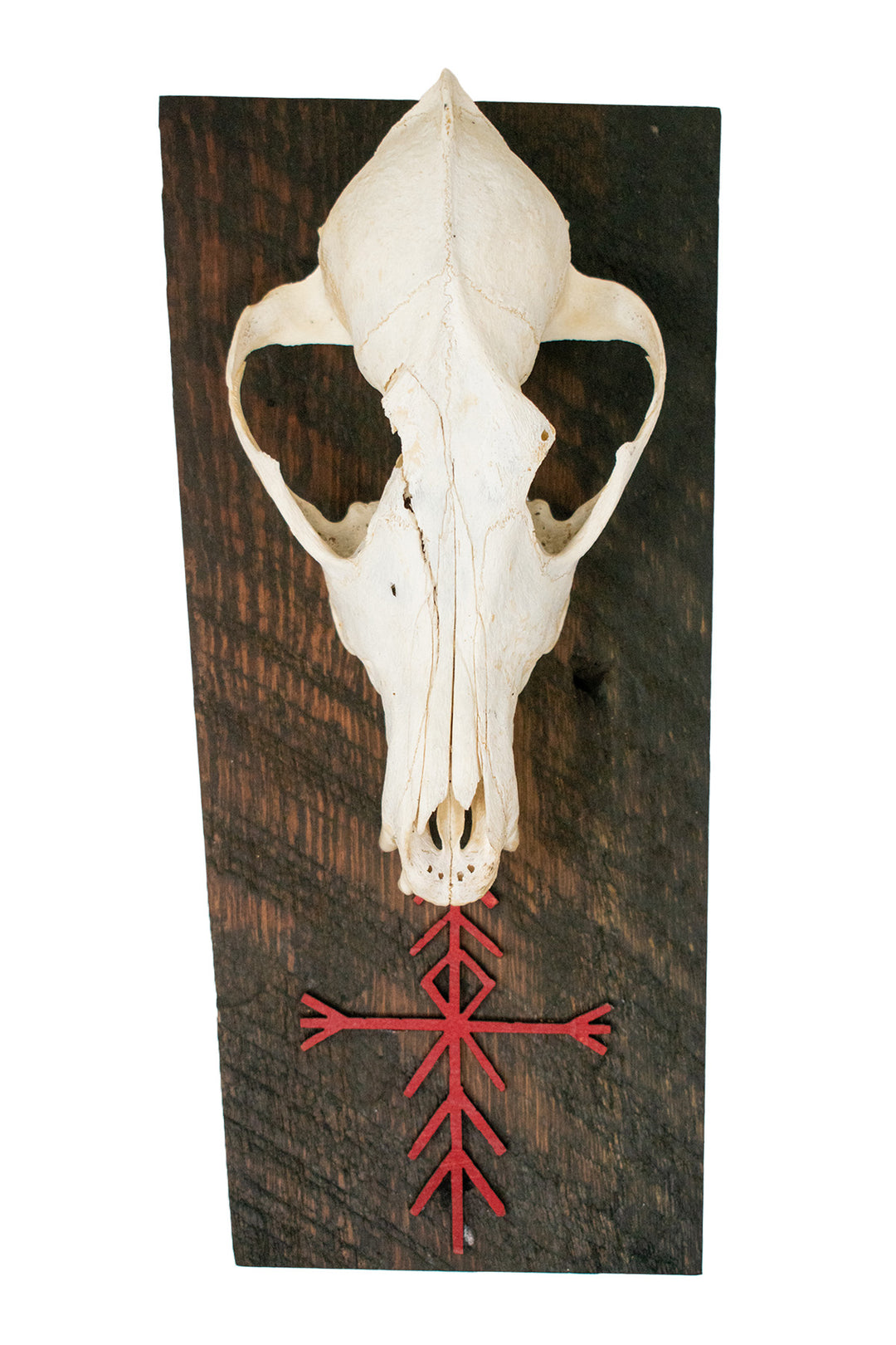 home protection bindrune coyote skull wall hanger