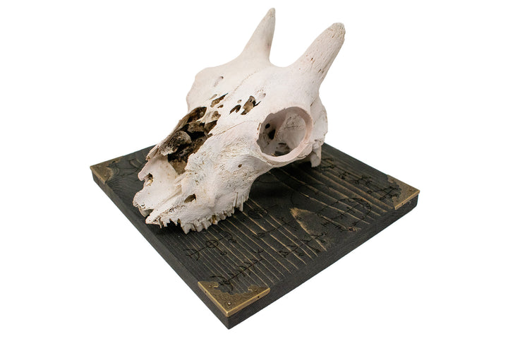 bighorn sheep ewe skull icelandic stave wall hanger