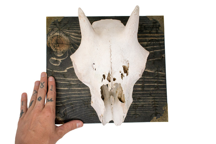 bighorn sheep ewe skull icelandic stave wall hanger