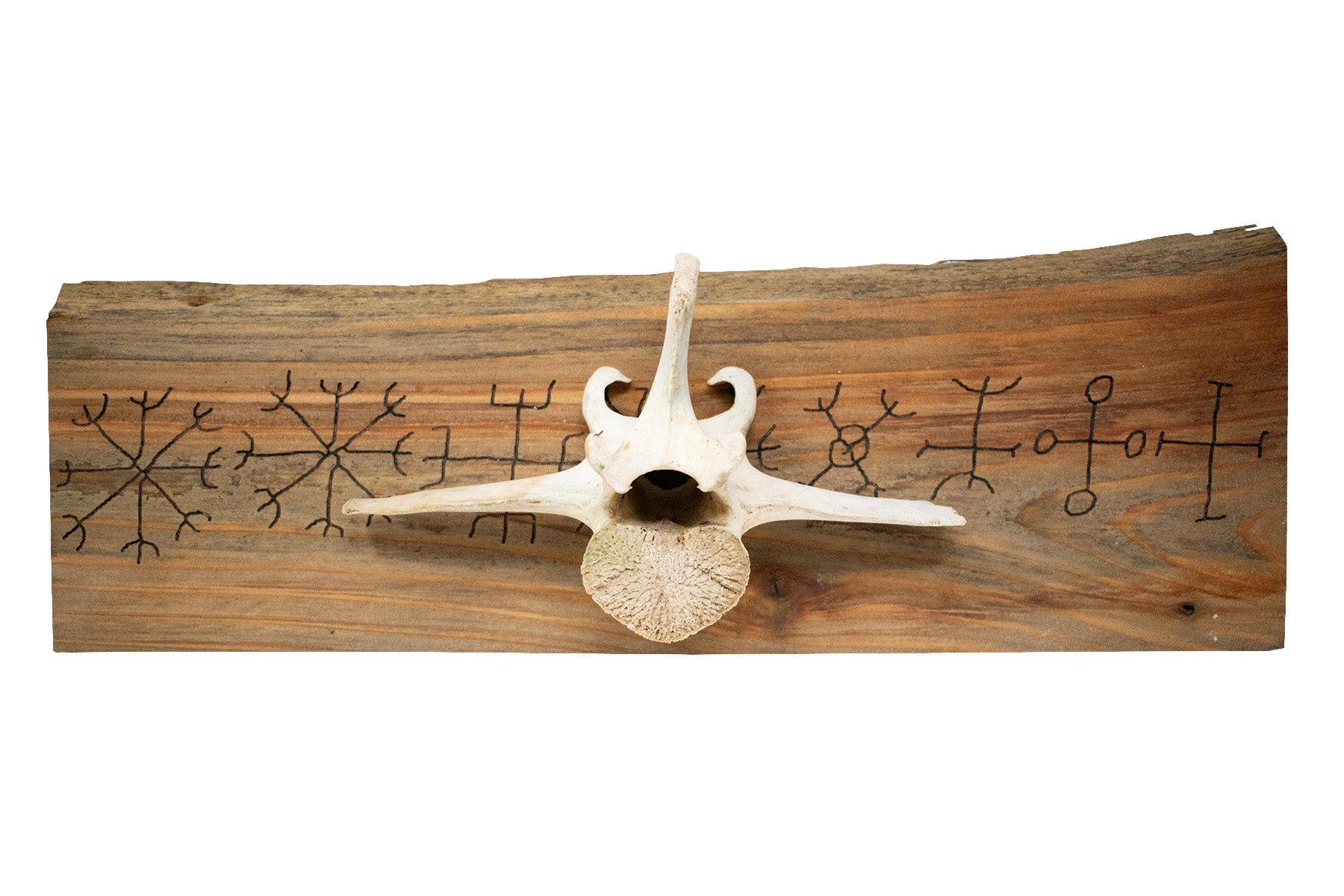 9 Helms Elk Vertebra Wall Hanger