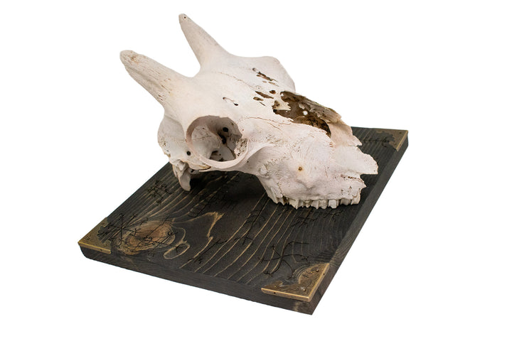 bighorn sheep ewe skull icelandic stave wall hanger