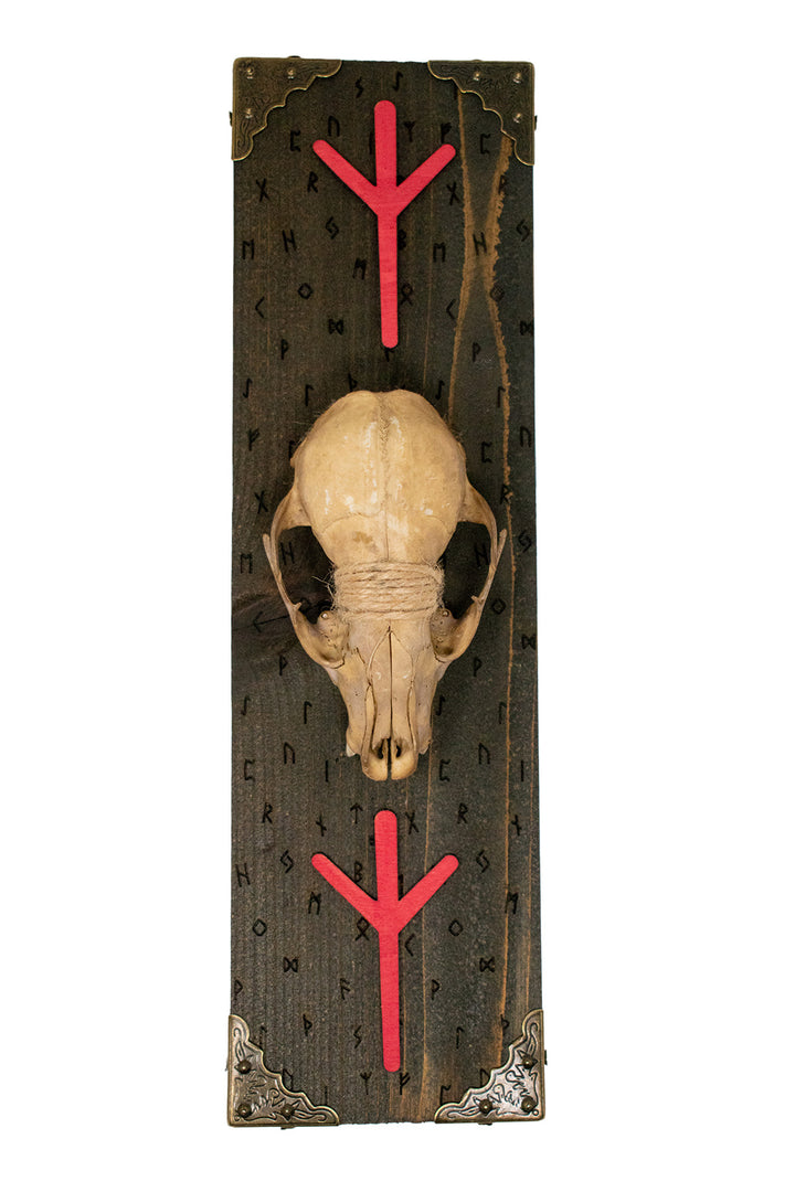 algiz raccoon skull wall hanger