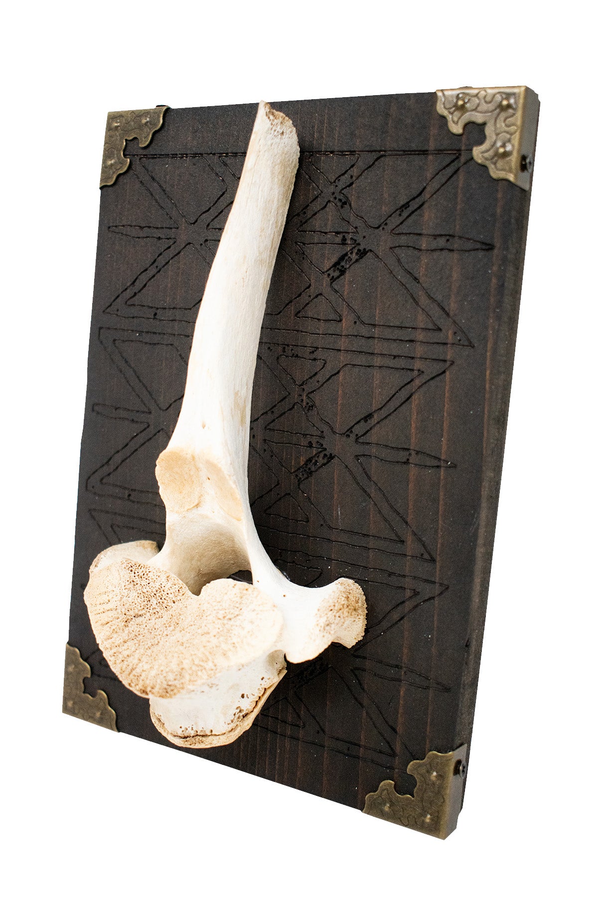 Repeating Web of Wyrd Elk Vertebra Wall Hanger