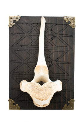 Repeating Web of Wyrd Elk Vertebra Wall Hanger