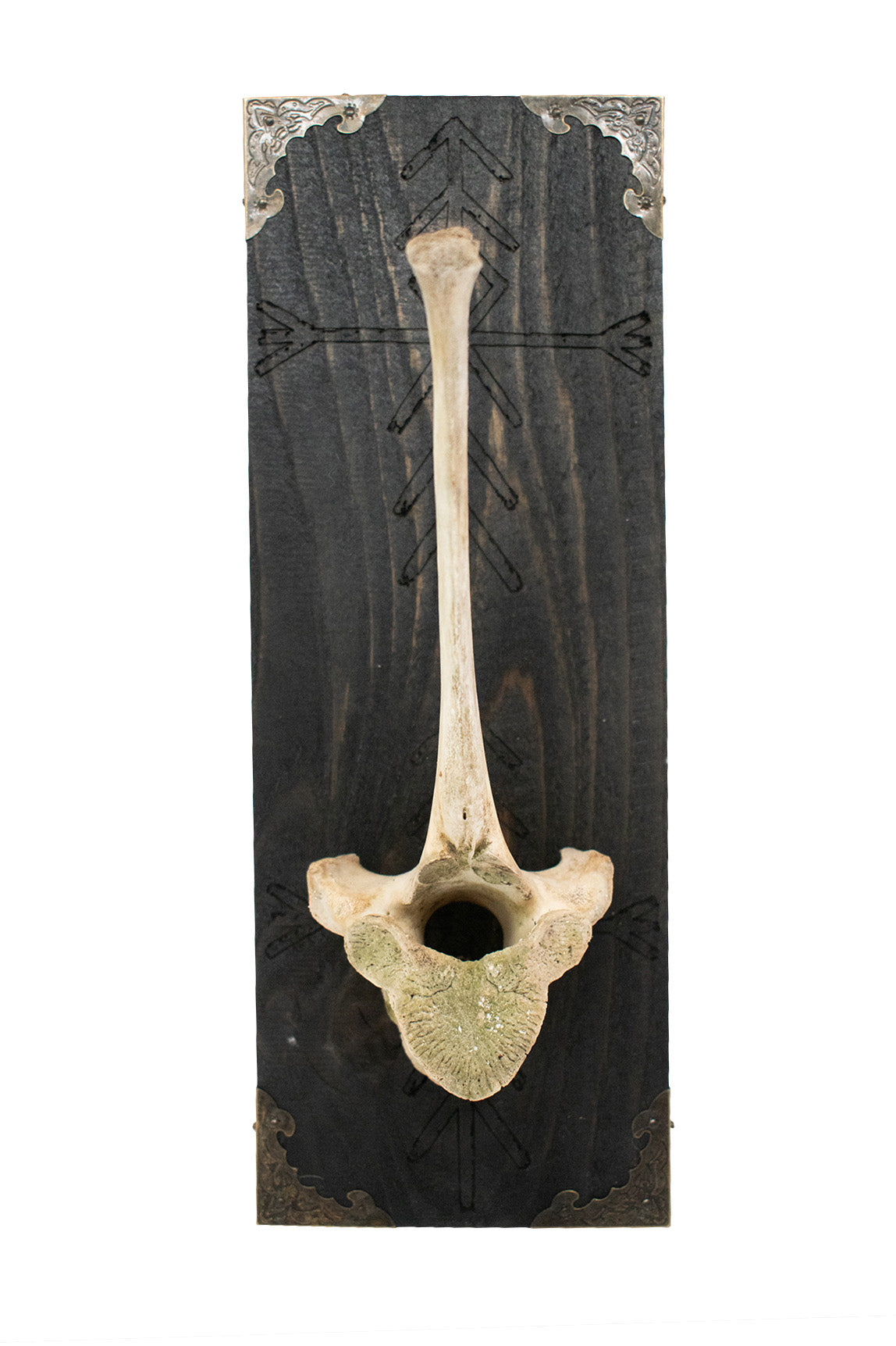 Home Protection Bindrune Elk Vertebra Wall Hanger
