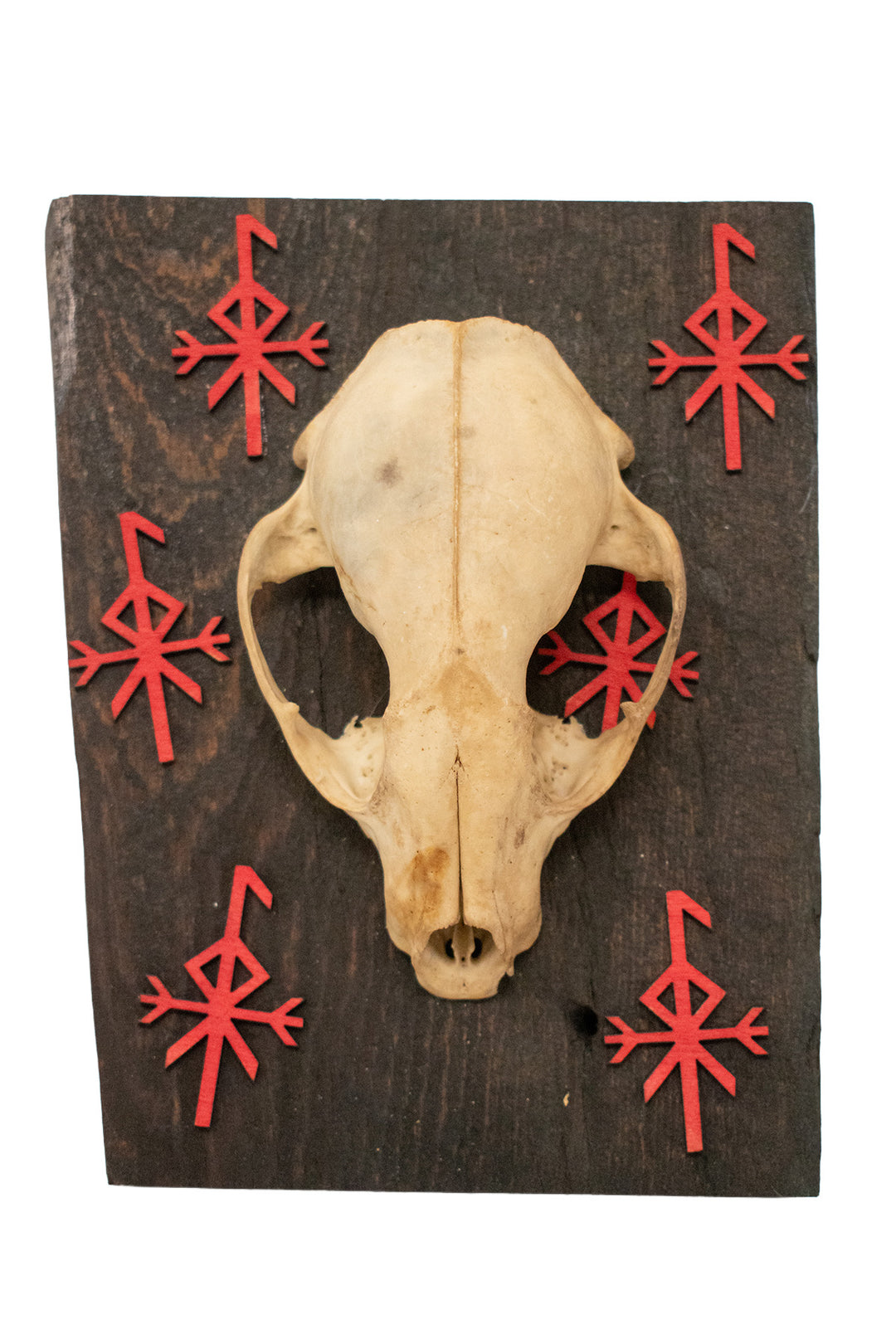 loki bindrune raccoon skull wall hanger