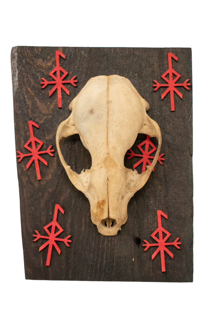 loki bindrune raccoon skull wall hanger