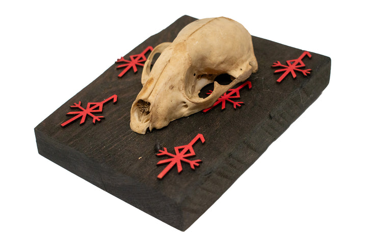 loki bindrune raccoon skull wall hanger