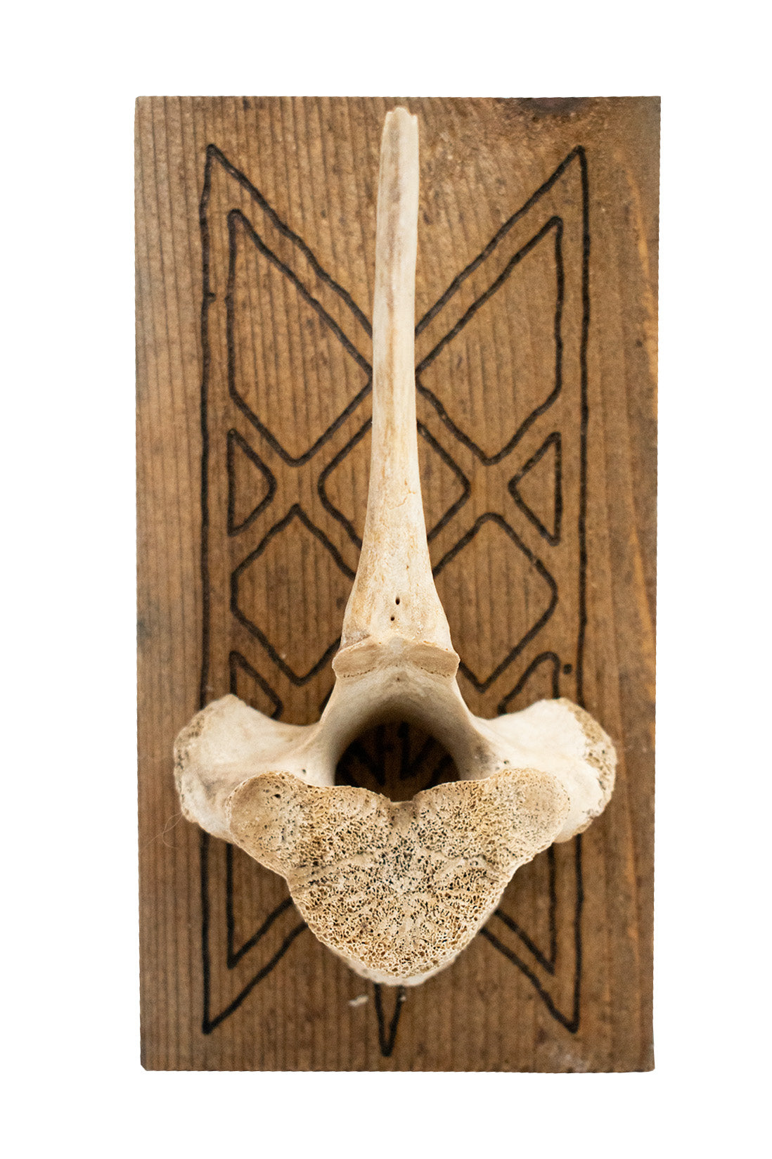 Web of Wyrd Elk Vertebra Wall Hanger