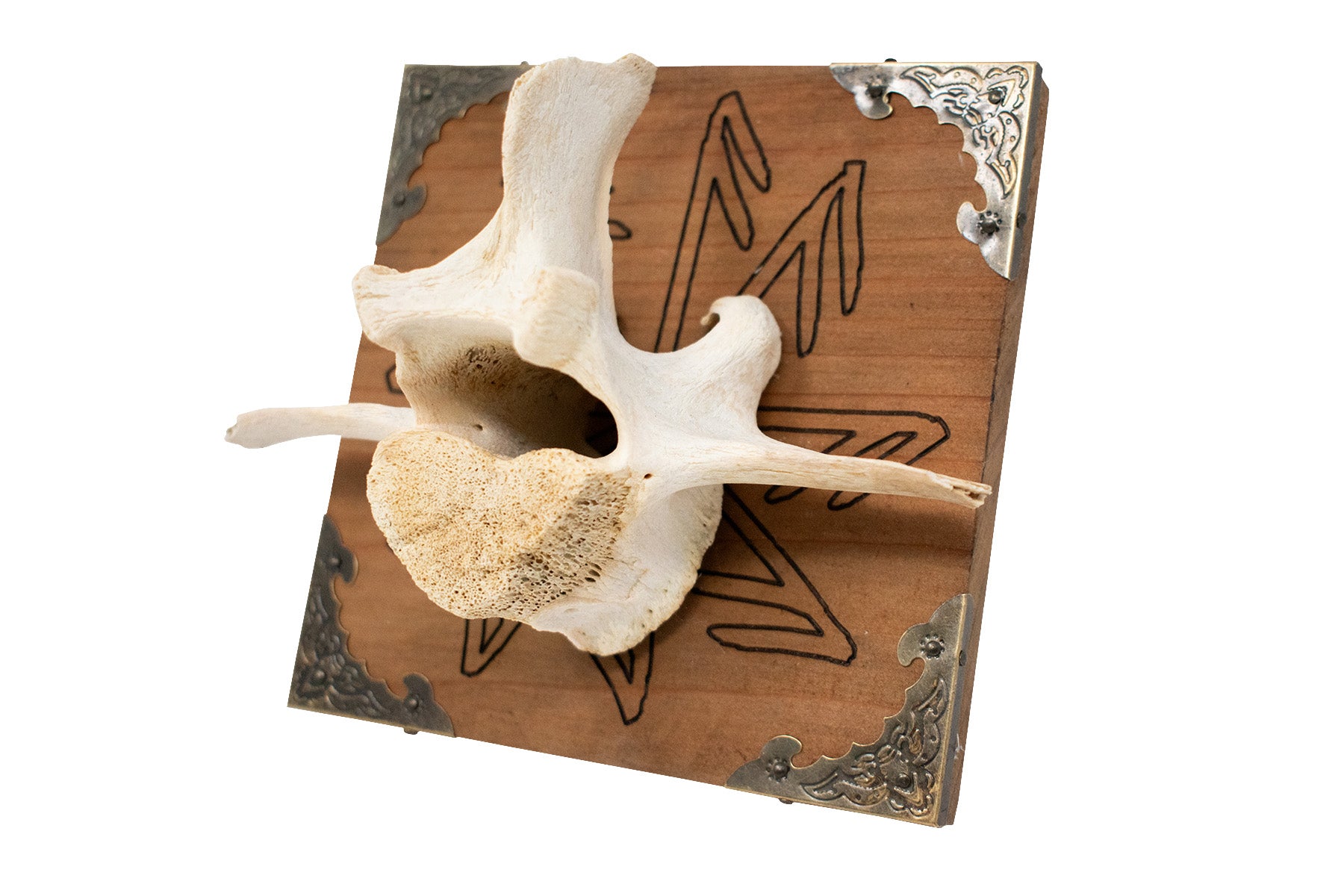 Connection To The Gods Elk Vertebra Wall Hanger