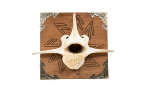 Connection To The Gods Elk Vertebra Wall Hanger