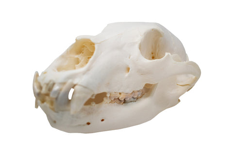 Image of black bear skull #1
