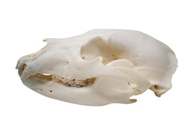 black bear skull #1