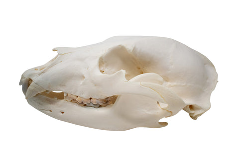 Image of black bear skull #1