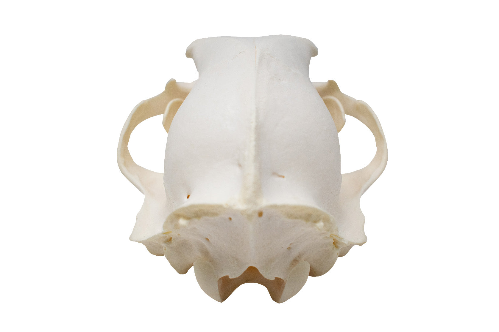black bear skull #1