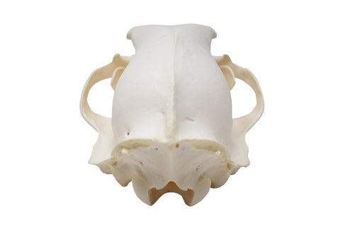 Image of black bear skull #1