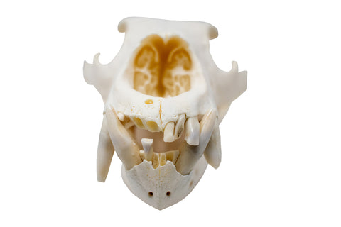 Image of black bear skull #1