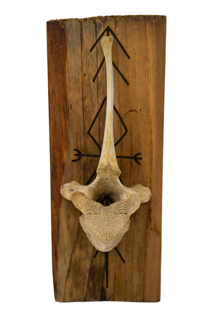 home protection bindrune elk vertebra wall hanger