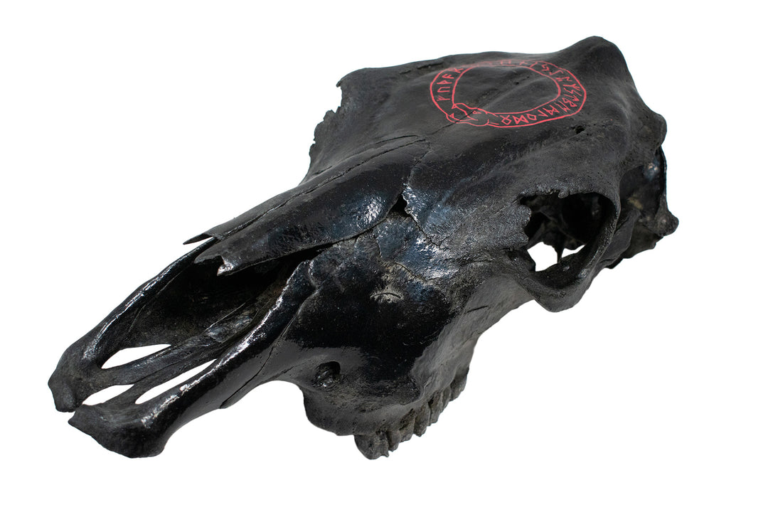 blackened cow skull runic jörmungandr