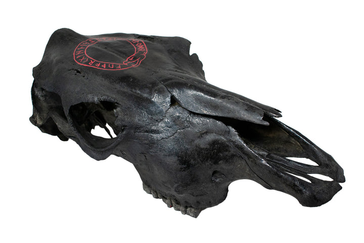 blackened cow skull runic jörmungandr