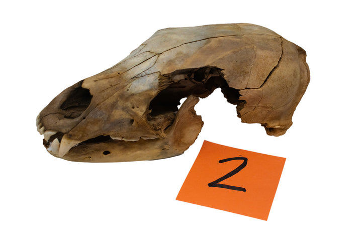 decrepit black bear skull #2