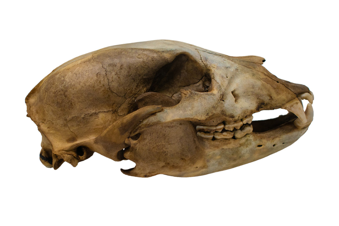 decrepit black bear skull #2