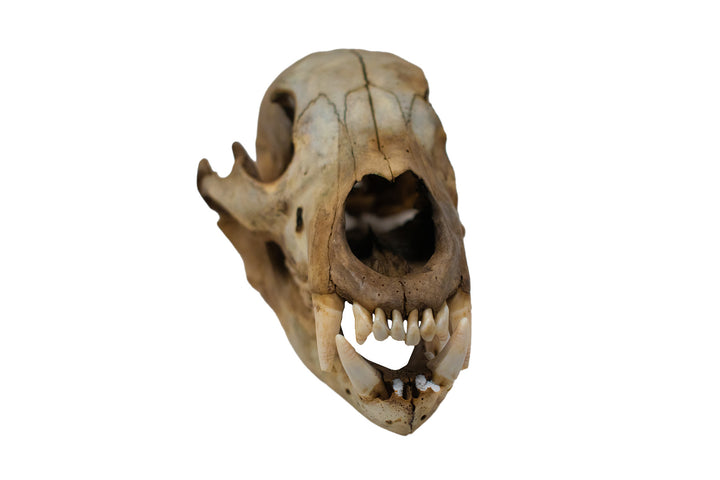 decrepit black bear skull #2
