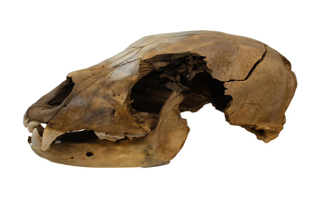 decrepit black bear skull #2