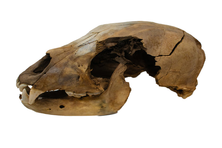 decrepit black bear skull #2